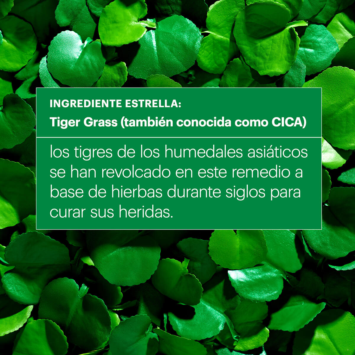 CICAPAIR™ TIGER GRASS SERUM (SUERO)